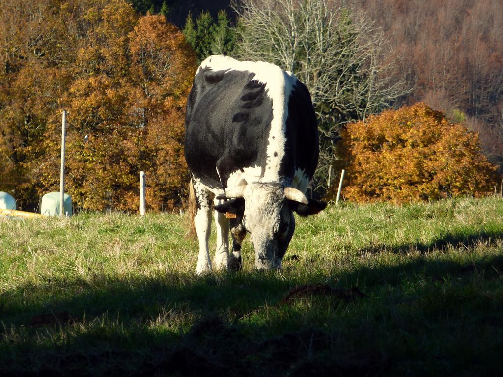Gite Schlitteur Et Sapiniere Breitenbach ภายนอก รูปภาพ